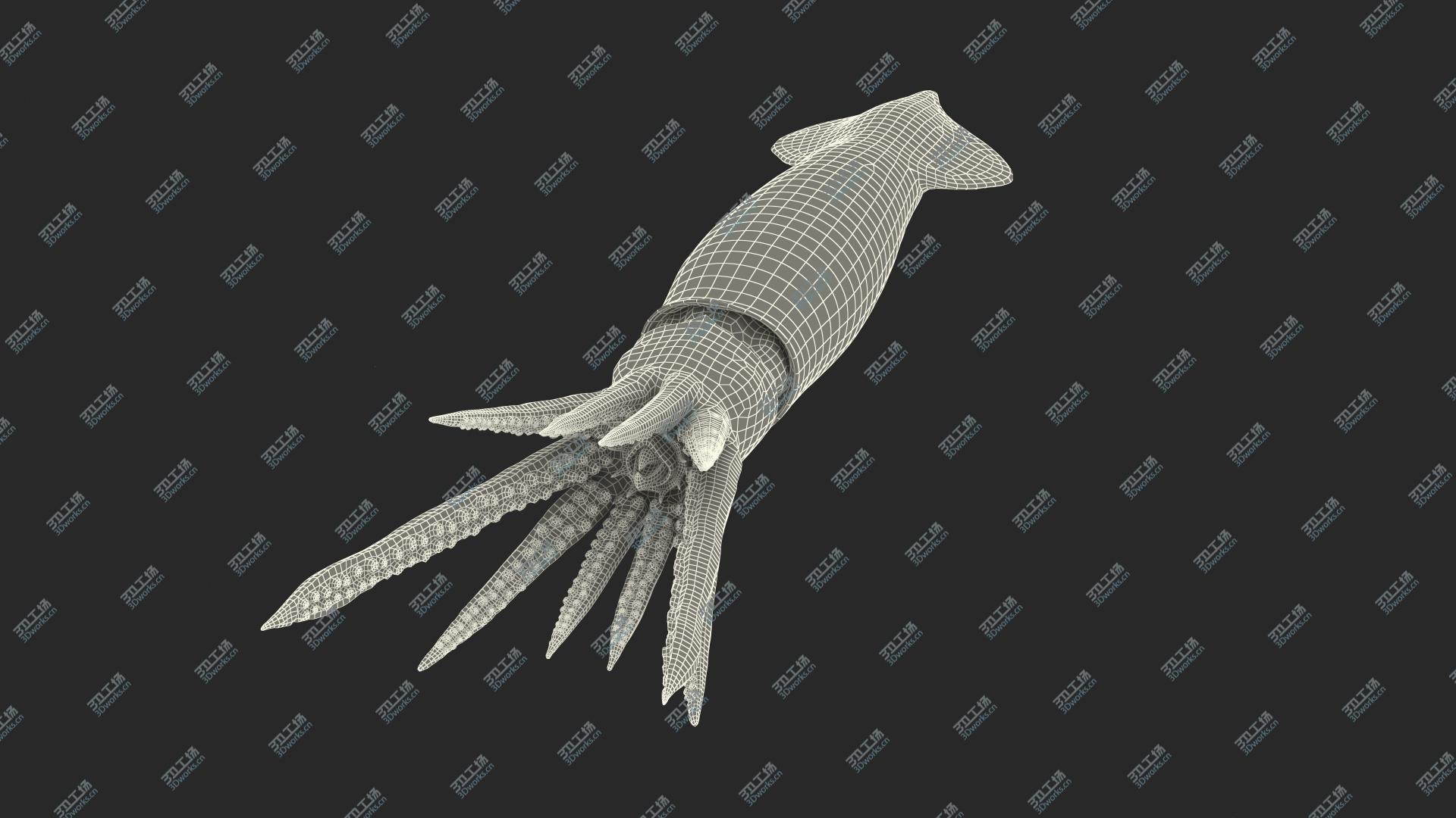 images/goods_img/202104093/3D Arrow Squid Doryteuthis Plei Rigged model/2.jpg